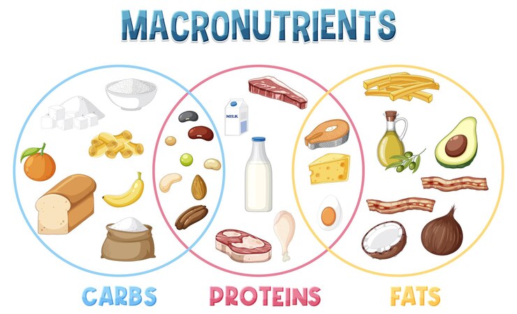 What Are Macronutrients and Why Do They Matter?